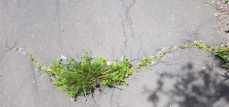 Wie die eigene Lebensenergie den Asphalt steinharter Denkmuster durchstossen kann Wie die eigene Lebensenergie den Asphalt steinharter Denkmuster durchstossen kann